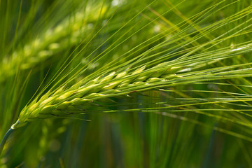 Detail of the green Barley Spike