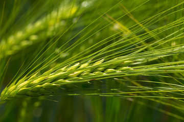 Detail of the green Barley Spike