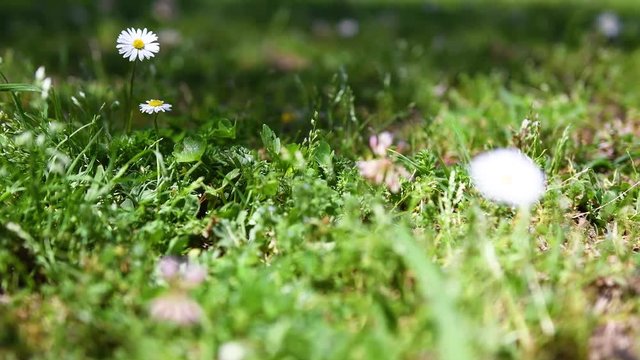 close-up of lawn with bee and daisies