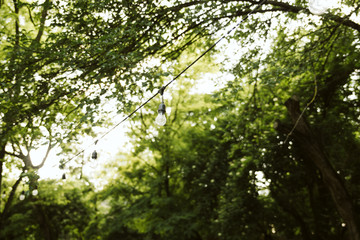 Green tree bush in the park