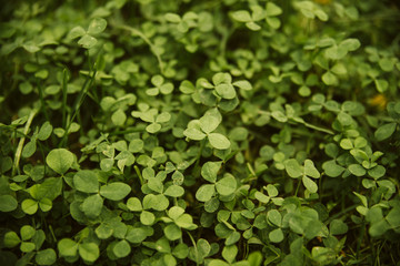 A green spring grass in the park