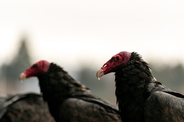 portrait of scavenger