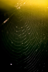 Webspider