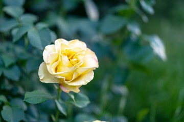 Yellow rose flower in roses garden.