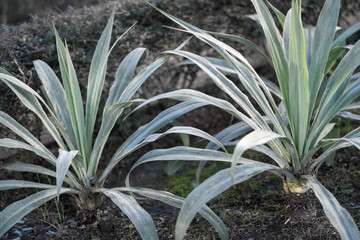 Green tropical plants on flowerbed in city