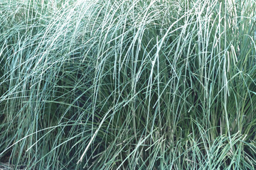 Green tropical plants on flowerbed in city
