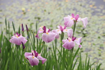 池の側に咲いたピンクの花菖蒲
