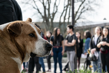 Dog in manifestation