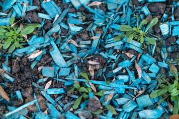 Green tropical plants on flowerbed in city