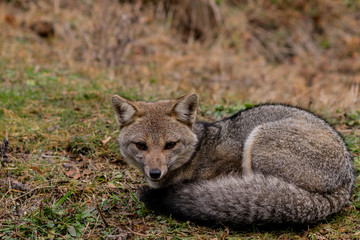 fox lying on the ground