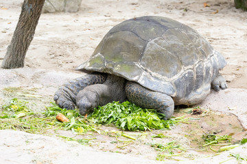 ハミルトンガメ