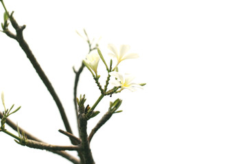 Plumeria (frangipani) flowers