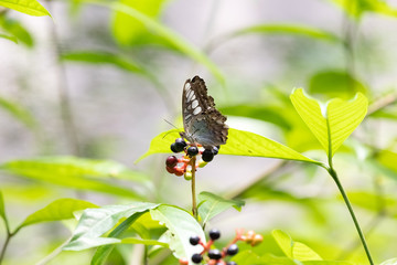 セセリチョウ
