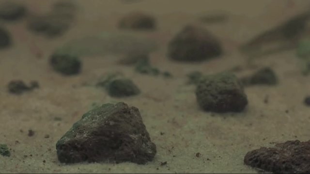 Waterbug trying to hunt shrimp 1139 4