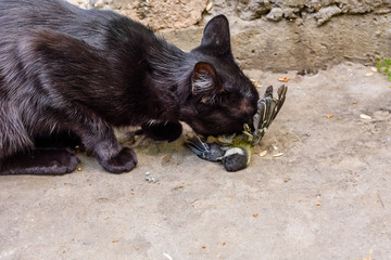 Domestic cat catched the bird in a garden