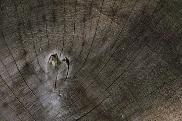 Close up view on detailed wooden plank and log surfaces in high resolution