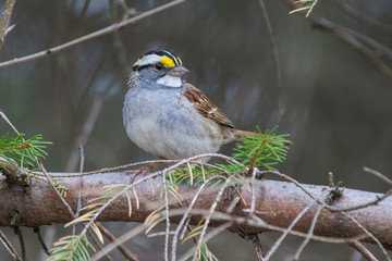 white-throated sparrow (Zonotrichia albicollis) in spring