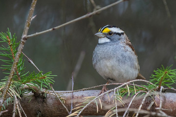 white-throated sparrow (Zonotrichia albicollis) in spring