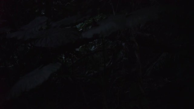 Okinawa,Japan-May 30, 2019: (Live-action)  Fireflies or Glowflies or lightning bugs in Ishigaki island, Okinawa, Japan.