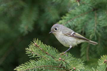 Male ruby-crowned kinglet (Regulus calendula) in spring 