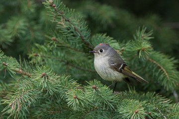 Male ruby-crowned kinglet (Regulus calendula) in spring 