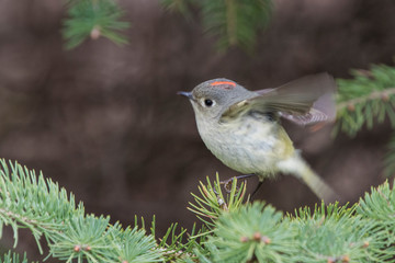 Male ruby-crowned kinglet (Regulus calendula) in spring 