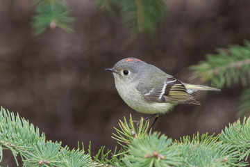 Male ruby-crowned kinglet (Regulus calendula) in spring 
