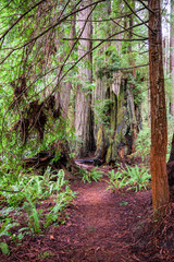Trail Into Redwood Forest