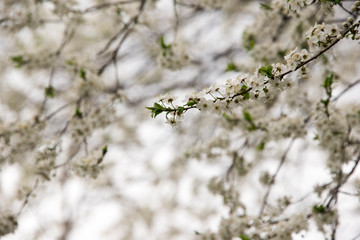 Flowers budding on a branch in the spring