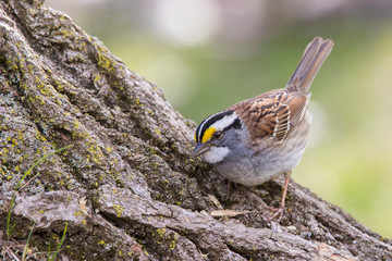 white-throated sparrow