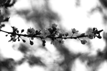 Obraz premium Flowers budding on a branch in the spring in black and white
