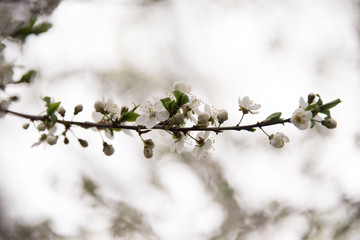 Flowers budding on a branch in the spring
