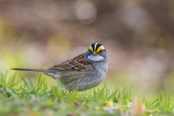 white-throated sparrow