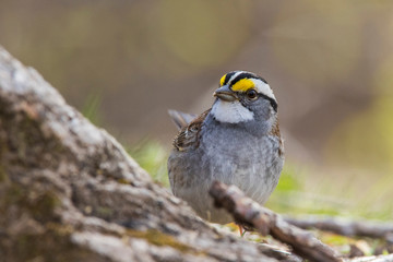 white-throated sparrow
