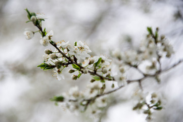 Obraz premium Flowers budding on a branch in the spring