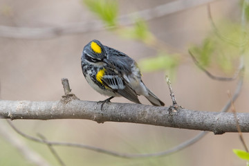 Male yellow-rumped warbler (Setophaga coronata) in spring
