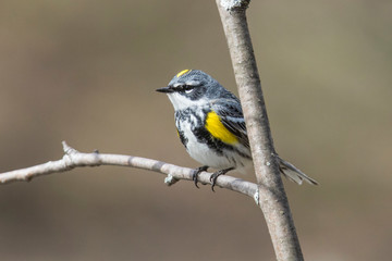 Male yellow-rumped warbler (Setophaga coronata) in spring