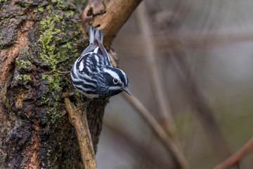 Male yellow-rumped warbler in spring 