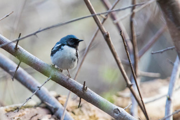 black-throated blue warbler (Setophaga caerulescens)