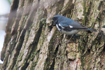 black-throated blue warbler (Setophaga caerulescens)