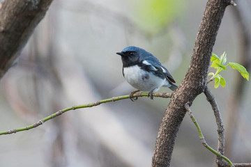 black-throated blue warbler (Setophaga caerulescens)