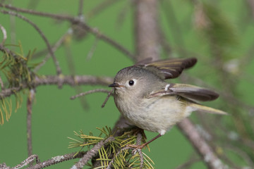 Male ruby crowned kinglet