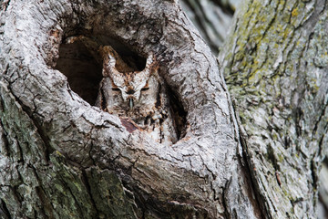  Eastern Screech-Owl