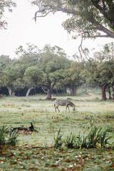 Zebras, giraffes and deer are walking on the savannah in during the rain season. Wildlife in safari at Calauit Safari Island Palawan, Philippines. Giraffes and zebras at Busuanga island. Eat grass.