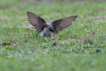 nesting tree swallow