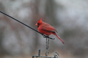 cardinal in tree