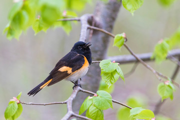 Male American redstart (Setophaga ruticilla)