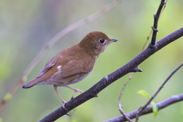 veery (Catharus fuscescens) in spring