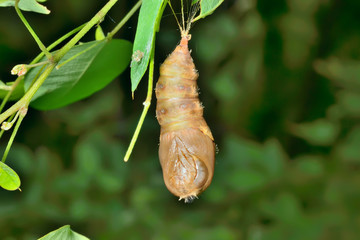 Pupa of butterfly 1 © Valeriy Kirsanov