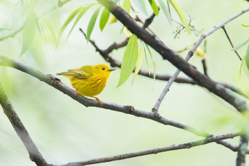 yellow warbler (Setophaga petechia, formerly Dendroica petechia) 